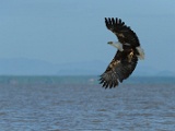 Rapaces diurnes